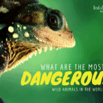 wild animal attacks, most dangerous predators, animal survival instincts, deadly wildlife, human killing animals, most feared animals, fatal animal encounters, dangerous jungle animals, animal bite fatalities, wildlife deaths, poisonous animals, venomous creatures, aggressive wild animals, killer animals list, wildlife safety, apex predators, jungle threats, ocean predators, forest killers, savanna hunters, animal danger facts, human-animal conflicts, world’s deadliest creatures, wild animal threats, fatal bites, stealthy predators, most feared beasts, animal survival threats, wild creature attacks, dangerous mammals, lethal reptiles, venomous snakes, aggressive insects, big cat attacks, deadliest sharks, crocodile attacks, lion kills, hippo aggression, elephant rampage, animal territorial attacks, wild animal facts, killer instincts, animal ranking danger, animal behavior threat, most violent animals, nature’s killers, survival in wild, rainforest predators, animal defense mechanisms, danger in wildlife