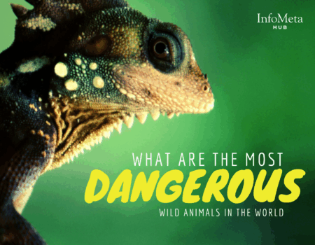 wild animal attacks, most dangerous predators, animal survival instincts, deadly wildlife, human killing animals, most feared animals, fatal animal encounters, dangerous jungle animals, animal bite fatalities, wildlife deaths, poisonous animals, venomous creatures, aggressive wild animals, killer animals list, wildlife safety, apex predators, jungle threats, ocean predators, forest killers, savanna hunters, animal danger facts, human-animal conflicts, world’s deadliest creatures, wild animal threats, fatal bites, stealthy predators, most feared beasts, animal survival threats, wild creature attacks, dangerous mammals, lethal reptiles, venomous snakes, aggressive insects, big cat attacks, deadliest sharks, crocodile attacks, lion kills, hippo aggression, elephant rampage, animal territorial attacks, wild animal facts, killer instincts, animal ranking danger, animal behavior threat, most violent animals, nature’s killers, survival in wild, rainforest predators, animal defense mechanisms, danger in wildlife