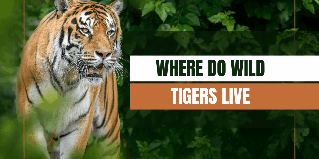wild tigers in Asia, tiger natural habitat, where tigers are found, tiger habitat loss, Bengal tiger range, Siberian tiger habitat, tiger forests, tiger conservation efforts, endangered tiger species, tiger population by country, tiger range map, tiger sanctuary locations, tropical forests tigers, subtropical habitats tiger, tiger survival, habitat destruction tiger, tiger migration patterns, tiger conservation programs, wild tigers in India, tiger protection laws, wild tiger facts, Southeast Asia tigers, Amur tiger population, Indochinese tiger range, Malayan tiger location, Sumatran tiger forest, tiger threats, tiger ecology, tiger species geography, tiger wilderness areas, tiger home range, wildlife corridors tiger, national parks with tigers, human tiger conflict zones, poaching tiger habitat, tiger environmental challenges, tiger ecosystem role, tiger landscape preservation, tiger tracks region, tiger roaming area, wild tiger sightings, tiger habitat changes, tiger conservation zones, protected tiger lands, tiger habitat conservation tips, tiger habitat fragmentation, tiger global presence, tiger home terrain, tiger range decline