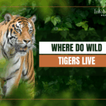 wild tigers in Asia, tiger natural habitat, where tigers are found, tiger habitat loss, Bengal tiger range, Siberian tiger habitat, tiger forests, tiger conservation efforts, endangered tiger species, tiger population by country, tiger range map, tiger sanctuary locations, tropical forests tigers, subtropical habitats tiger, tiger survival, habitat destruction tiger, tiger migration patterns, tiger conservation programs, wild tigers in India, tiger protection laws, wild tiger facts, Southeast Asia tigers, Amur tiger population, Indochinese tiger range, Malayan tiger location, Sumatran tiger forest, tiger threats, tiger ecology, tiger species geography, tiger wilderness areas, tiger home range, wildlife corridors tiger, national parks with tigers, human tiger conflict zones, poaching tiger habitat, tiger environmental challenges, tiger ecosystem role, tiger landscape preservation, tiger tracks region, tiger roaming area, wild tiger sightings, tiger habitat changes, tiger conservation zones, protected tiger lands, tiger habitat conservation tips, tiger habitat fragmentation, tiger global presence, tiger home terrain, tiger range decline