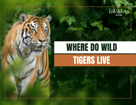 wild tigers in Asia, tiger natural habitat, where tigers are found, tiger habitat loss, Bengal tiger range, Siberian tiger habitat, tiger forests, tiger conservation efforts, endangered tiger species, tiger population by country, tiger range map, tiger sanctuary locations, tropical forests tigers, subtropical habitats tiger, tiger survival, habitat destruction tiger, tiger migration patterns, tiger conservation programs, wild tigers in India, tiger protection laws, wild tiger facts, Southeast Asia tigers, Amur tiger population, Indochinese tiger range, Malayan tiger location, Sumatran tiger forest, tiger threats, tiger ecology, tiger species geography, tiger wilderness areas, tiger home range, wildlife corridors tiger, national parks with tigers, human tiger conflict zones, poaching tiger habitat, tiger environmental challenges, tiger ecosystem role, tiger landscape preservation, tiger tracks region, tiger roaming area, wild tiger sightings, tiger habitat changes, tiger conservation zones, protected tiger lands, tiger habitat conservation tips, tiger habitat fragmentation, tiger global presence, tiger home terrain, tiger range decline
