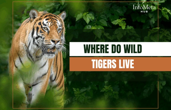 wild tigers in Asia, tiger natural habitat, where tigers are found, tiger habitat loss, Bengal tiger range, Siberian tiger habitat, tiger forests, tiger conservation efforts, endangered tiger species, tiger population by country, tiger range map, tiger sanctuary locations, tropical forests tigers, subtropical habitats tiger, tiger survival, habitat destruction tiger, tiger migration patterns, tiger conservation programs, wild tigers in India, tiger protection laws, wild tiger facts, Southeast Asia tigers, Amur tiger population, Indochinese tiger range, Malayan tiger location, Sumatran tiger forest, tiger threats, tiger ecology, tiger species geography, tiger wilderness areas, tiger home range, wildlife corridors tiger, national parks with tigers, human tiger conflict zones, poaching tiger habitat, tiger environmental challenges, tiger ecosystem role, tiger landscape preservation, tiger tracks region, tiger roaming area, wild tiger sightings, tiger habitat changes, tiger conservation zones, protected tiger lands, tiger habitat conservation tips, tiger habitat fragmentation, tiger global presence, tiger home terrain, tiger range decline