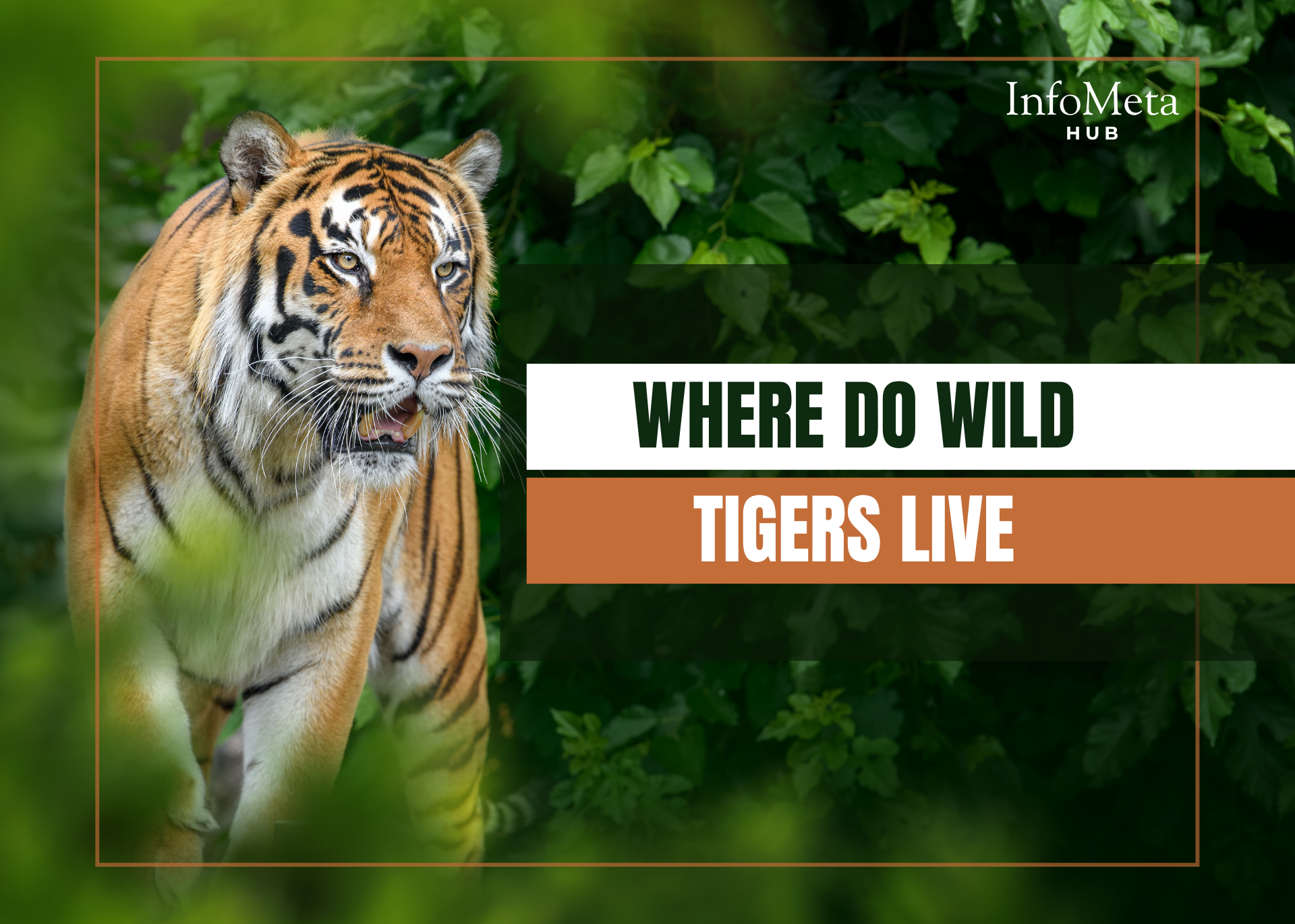wild tigers in Asia, tiger natural habitat, where tigers are found, tiger habitat loss, Bengal tiger range, Siberian tiger habitat, tiger forests, tiger conservation efforts, endangered tiger species, tiger population by country, tiger range map, tiger sanctuary locations, tropical forests tigers, subtropical habitats tiger, tiger survival, habitat destruction tiger, tiger migration patterns, tiger conservation programs, wild tigers in India, tiger protection laws, wild tiger facts, Southeast Asia tigers, Amur tiger population, Indochinese tiger range, Malayan tiger location, Sumatran tiger forest, tiger threats, tiger ecology, tiger species geography, tiger wilderness areas, tiger home range, wildlife corridors tiger, national parks with tigers, human tiger conflict zones, poaching tiger habitat, tiger environmental challenges, tiger ecosystem role, tiger landscape preservation, tiger tracks region, tiger roaming area, wild tiger sightings, tiger habitat changes, tiger conservation zones, protected tiger lands, tiger habitat conservation tips, tiger habitat fragmentation, tiger global presence, tiger home terrain, tiger range decline