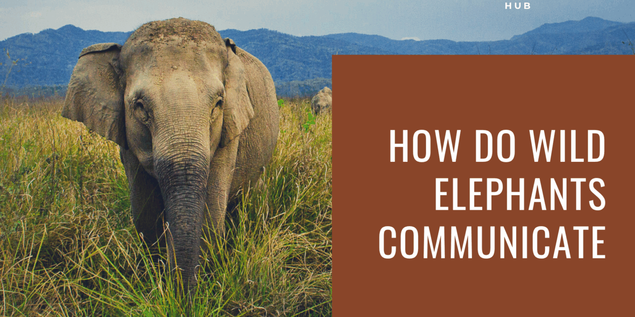 elephant sounds, elephant vocal language, how elephants talk, elephant body language, infrasound communication, elephant rumbling, elephant social structure, elephant emotions, wild elephant communication, long-distance elephant calls, herd communication elephants, elephant intelligence, elephant behavior in wild, elephant touch signals, elephant trunk signals, communication in elephant herds, elephant emotional expression, nonverbal animal communication, elephant movement signals, elephant low-frequency sounds, elephants using sound, how elephants feel, elephant empathy, elephant distress signals, bonding in elephants, baby elephant calls, matriarch elephant signals, elephant herd leadership, elephant social bonding, elephant sound frequencies, scientific elephant studies, elephant gestures, how do elephants warn, elephant alarm calls, elephant communication research, elephant conservation and communication, elephant interaction signs, wild elephant sounds, elephant noise meaning, elephant vocal organs, elephant herd dynamics, animal communication elephants, elephant feeling grief, complex animal communication, wild elephant intelligence, communicating with other elephants, elephant territory calls, elephant acoustic behavior, elephant long-range communication