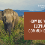 elephant sounds, elephant vocal language, how elephants talk, elephant body language, infrasound communication, elephant rumbling, elephant social structure, elephant emotions, wild elephant communication, long-distance elephant calls, herd communication elephants, elephant intelligence, elephant behavior in wild, elephant touch signals, elephant trunk signals, communication in elephant herds, elephant emotional expression, nonverbal animal communication, elephant movement signals, elephant low-frequency sounds, elephants using sound, how elephants feel, elephant empathy, elephant distress signals, bonding in elephants, baby elephant calls, matriarch elephant signals, elephant herd leadership, elephant social bonding, elephant sound frequencies, scientific elephant studies, elephant gestures, how do elephants warn, elephant alarm calls, elephant communication research, elephant conservation and communication, elephant interaction signs, wild elephant sounds, elephant noise meaning, elephant vocal organs, elephant herd dynamics, animal communication elephants, elephant feeling grief, complex animal communication, wild elephant intelligence, communicating with other elephants, elephant territory calls, elephant acoustic behavior, elephant long-range communication