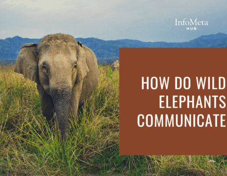 elephant sounds, elephant vocal language, how elephants talk, elephant body language, infrasound communication, elephant rumbling, elephant social structure, elephant emotions, wild elephant communication, long-distance elephant calls, herd communication elephants, elephant intelligence, elephant behavior in wild, elephant touch signals, elephant trunk signals, communication in elephant herds, elephant emotional expression, nonverbal animal communication, elephant movement signals, elephant low-frequency sounds, elephants using sound, how elephants feel, elephant empathy, elephant distress signals, bonding in elephants, baby elephant calls, matriarch elephant signals, elephant herd leadership, elephant social bonding, elephant sound frequencies, scientific elephant studies, elephant gestures, how do elephants warn, elephant alarm calls, elephant communication research, elephant conservation and communication, elephant interaction signs, wild elephant sounds, elephant noise meaning, elephant vocal organs, elephant herd dynamics, animal communication elephants, elephant feeling grief, complex animal communication, wild elephant intelligence, communicating with other elephants, elephant territory calls, elephant acoustic behavior, elephant long-range communication