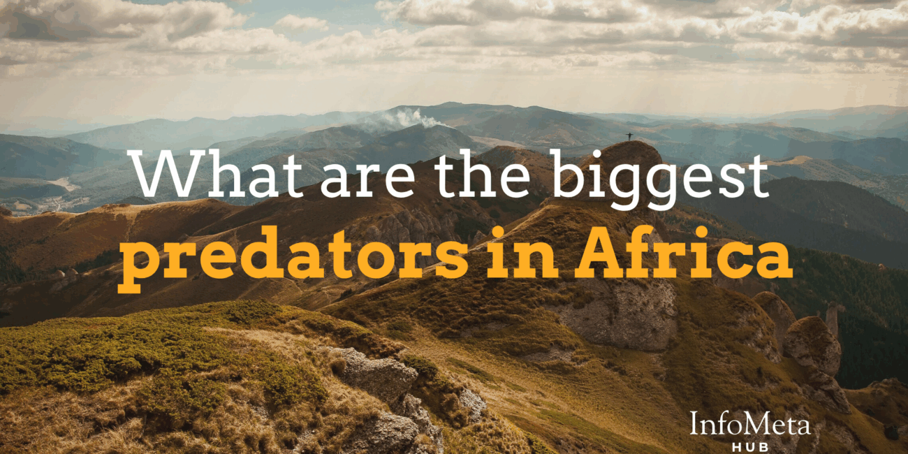 largest predators in Africa, apex predator list Africa, lions in Africa, crocodile attacks Africa, cheetah hunting speed, spotted hyena behavior, African wild dogs, leopard stealth hunting, predators of the savanna, African food chain, animal kingdom Africa, deadliest African animals, African carnivores, wildlife hierarchy Africa, Africa’s strongest animals, predator-prey Africa, top African carnivores, big five predators, dangerous safari animals, African animal rankings, hyena vs lion, lion vs buffalo, big cat predators, savanna ecosystem predators, African predators by size, hunting packs Africa, animal hunting strategies Africa, Nile crocodile diet, African elephant predators, predator survival Africa, cheetah speed record, stealth predators Africa, crocodile ambush behavior, wildlife confrontations Africa, lions hunting strategy, hyena pack hunting, wild dog teamwork, top 10 predators Africa, jungle predators Africa, predatory behavior Africa, largest carnivores in Africa, nocturnal predators Africa, predators in African rainforests, animal attacks Africa, predator population Africa, big game hunters Africa, ecosystem balance Africa, predator species list Africa