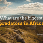 largest predators in Africa, apex predator list Africa, lions in Africa, crocodile attacks Africa, cheetah hunting speed, spotted hyena behavior, African wild dogs, leopard stealth hunting, predators of the savanna, African food chain, animal kingdom Africa, deadliest African animals, African carnivores, wildlife hierarchy Africa, Africa’s strongest animals, predator-prey Africa, top African carnivores, big five predators, dangerous safari animals, African animal rankings, hyena vs lion, lion vs buffalo, big cat predators, savanna ecosystem predators, African predators by size, hunting packs Africa, animal hunting strategies Africa, Nile crocodile diet, African elephant predators, predator survival Africa, cheetah speed record, stealth predators Africa, crocodile ambush behavior, wildlife confrontations Africa, lions hunting strategy, hyena pack hunting, wild dog teamwork, top 10 predators Africa, jungle predators Africa, predatory behavior Africa, largest carnivores in Africa, nocturnal predators Africa, predators in African rainforests, animal attacks Africa, predator population Africa, big game hunters Africa, ecosystem balance Africa, predator species list Africa