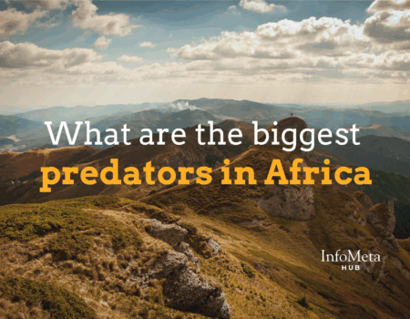 largest predators in Africa, apex predator list Africa, lions in Africa, crocodile attacks Africa, cheetah hunting speed, spotted hyena behavior, African wild dogs, leopard stealth hunting, predators of the savanna, African food chain, animal kingdom Africa, deadliest African animals, African carnivores, wildlife hierarchy Africa, Africa’s strongest animals, predator-prey Africa, top African carnivores, big five predators, dangerous safari animals, African animal rankings, hyena vs lion, lion vs buffalo, big cat predators, savanna ecosystem predators, African predators by size, hunting packs Africa, animal hunting strategies Africa, Nile crocodile diet, African elephant predators, predator survival Africa, cheetah speed record, stealth predators Africa, crocodile ambush behavior, wildlife confrontations Africa, lions hunting strategy, hyena pack hunting, wild dog teamwork, top 10 predators Africa, jungle predators Africa, predatory behavior Africa, largest carnivores in Africa, nocturnal predators Africa, predators in African rainforests, animal attacks Africa, predator population Africa, big game hunters Africa, ecosystem balance Africa, predator species list Africa