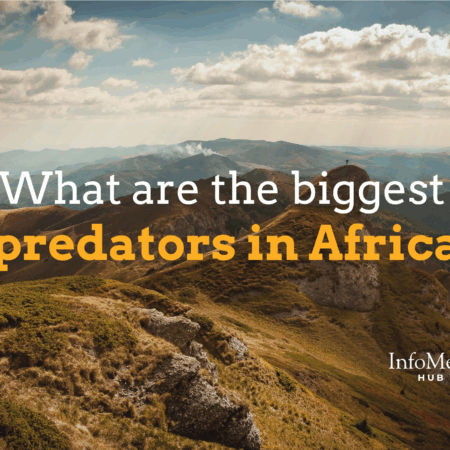 largest predators in Africa, apex predator list Africa, lions in Africa, crocodile attacks Africa, cheetah hunting speed, spotted hyena behavior, African wild dogs, leopard stealth hunting, predators of the savanna, African food chain, animal kingdom Africa, deadliest African animals, African carnivores, wildlife hierarchy Africa, Africa’s strongest animals, predator-prey Africa, top African carnivores, big five predators, dangerous safari animals, African animal rankings, hyena vs lion, lion vs buffalo, big cat predators, savanna ecosystem predators, African predators by size, hunting packs Africa, animal hunting strategies Africa, Nile crocodile diet, African elephant predators, predator survival Africa, cheetah speed record, stealth predators Africa, crocodile ambush behavior, wildlife confrontations Africa, lions hunting strategy, hyena pack hunting, wild dog teamwork, top 10 predators Africa, jungle predators Africa, predatory behavior Africa, largest carnivores in Africa, nocturnal predators Africa, predators in African rainforests, animal attacks Africa, predator population Africa, big game hunters Africa, ecosystem balance Africa, predator species list Africa