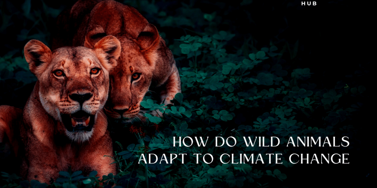 climate change animal behavior, animal migration climate change, wild species adaptation, global warming and wildlife, wildlife climate resilience, climate change and ecosystems, polar bears climate adaptation, bird migration changes, ocean warming animals, desert animal survival, wildlife habitat loss, animal extinction climate change, animal genetic adaptation, biodiversity and climate, changing ecosystems wildlife, animal food chain disruption, climate change stress animals, temperature change wildlife, seasonal animal behavior, species climate shift, animal resilience strategies, climate crisis animals, changing habitats animals, wildlife coping with heat, rain pattern impact wildlife, aquatic species and warming, wild animal survival global warming, animal reproduction and climate, animal hibernation climate change, wildlife phenology, ecosystem imbalance climate, climate-driven species movement, endangered animals climate change, amphibian response climate change, arctic animal adaptations, animal physiology and heat, animal stress global warming, animal diet shift, coral bleaching and fish, tropical species adaptation, animal migration timing, species displacement climate, wildlife adaptation challenges, animals and rising seas, animal survival strategies, temperature-sensitive animals, animals tracking habitat shifts, nature’s climate response, species adaptation limits, ecosystem change biodiversity