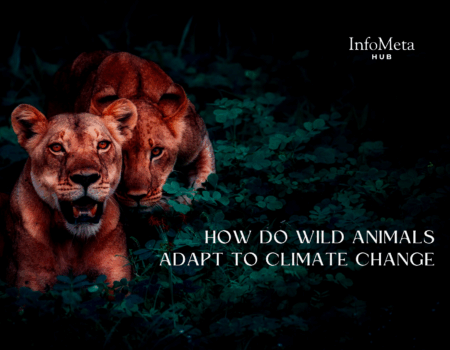 climate change animal behavior, animal migration climate change, wild species adaptation, global warming and wildlife, wildlife climate resilience, climate change and ecosystems, polar bears climate adaptation, bird migration changes, ocean warming animals, desert animal survival, wildlife habitat loss, animal extinction climate change, animal genetic adaptation, biodiversity and climate, changing ecosystems wildlife, animal food chain disruption, climate change stress animals, temperature change wildlife, seasonal animal behavior, species climate shift, animal resilience strategies, climate crisis animals, changing habitats animals, wildlife coping with heat, rain pattern impact wildlife, aquatic species and warming, wild animal survival global warming, animal reproduction and climate, animal hibernation climate change, wildlife phenology, ecosystem imbalance climate, climate-driven species movement, endangered animals climate change, amphibian response climate change, arctic animal adaptations, animal physiology and heat, animal stress global warming, animal diet shift, coral bleaching and fish, tropical species adaptation, animal migration timing, species displacement climate, wildlife adaptation challenges, animals and rising seas, animal survival strategies, temperature-sensitive animals, animals tracking habitat shifts, nature’s climate response, species adaptation limits, ecosystem change biodiversity