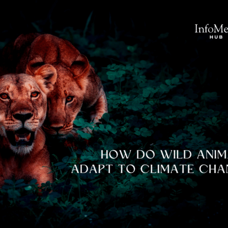 climate change animal behavior, animal migration climate change, wild species adaptation, global warming and wildlife, wildlife climate resilience, climate change and ecosystems, polar bears climate adaptation, bird migration changes, ocean warming animals, desert animal survival, wildlife habitat loss, animal extinction climate change, animal genetic adaptation, biodiversity and climate, changing ecosystems wildlife, animal food chain disruption, climate change stress animals, temperature change wildlife, seasonal animal behavior, species climate shift, animal resilience strategies, climate crisis animals, changing habitats animals, wildlife coping with heat, rain pattern impact wildlife, aquatic species and warming, wild animal survival global warming, animal reproduction and climate, animal hibernation climate change, wildlife phenology, ecosystem imbalance climate, climate-driven species movement, endangered animals climate change, amphibian response climate change, arctic animal adaptations, animal physiology and heat, animal stress global warming, animal diet shift, coral bleaching and fish, tropical species adaptation, animal migration timing, species displacement climate, wildlife adaptation challenges, animals and rising seas, animal survival strategies, temperature-sensitive animals, animals tracking habitat shifts, nature’s climate response, species adaptation limits, ecosystem change biodiversity